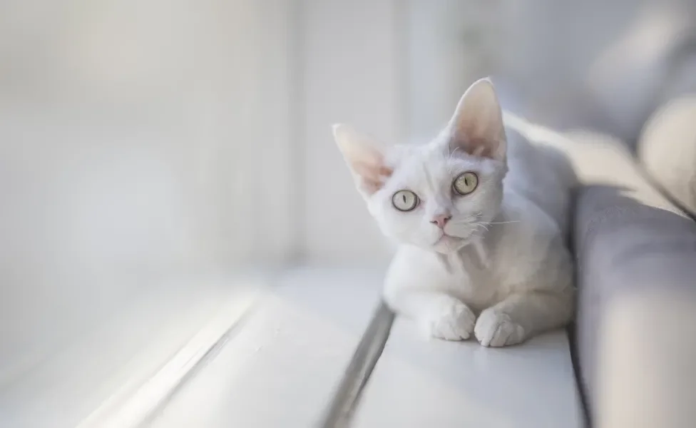 Gato branco de pelo curto deitado em sofá igualmente branco