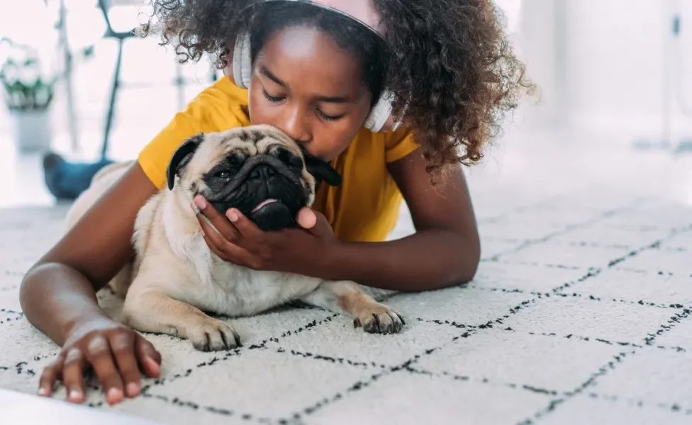 Pug sendo abraçado por criança