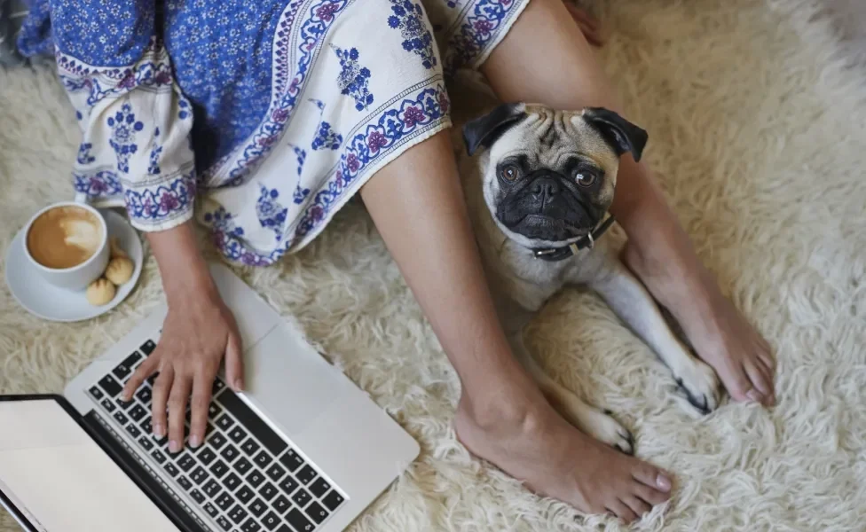 Pug perto de mulher enquanto ela mexe no computador