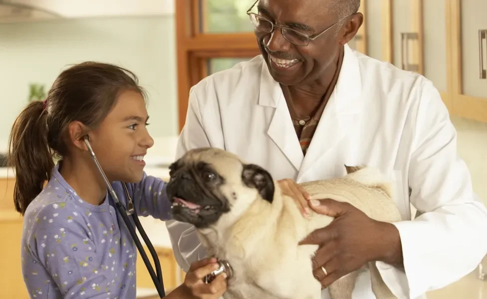 Pug em consultório médico sendo segurado por veterinário e "examinado" por menina