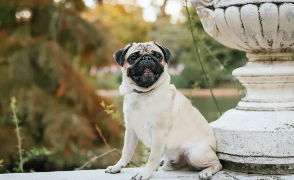 Pug sentado em muro