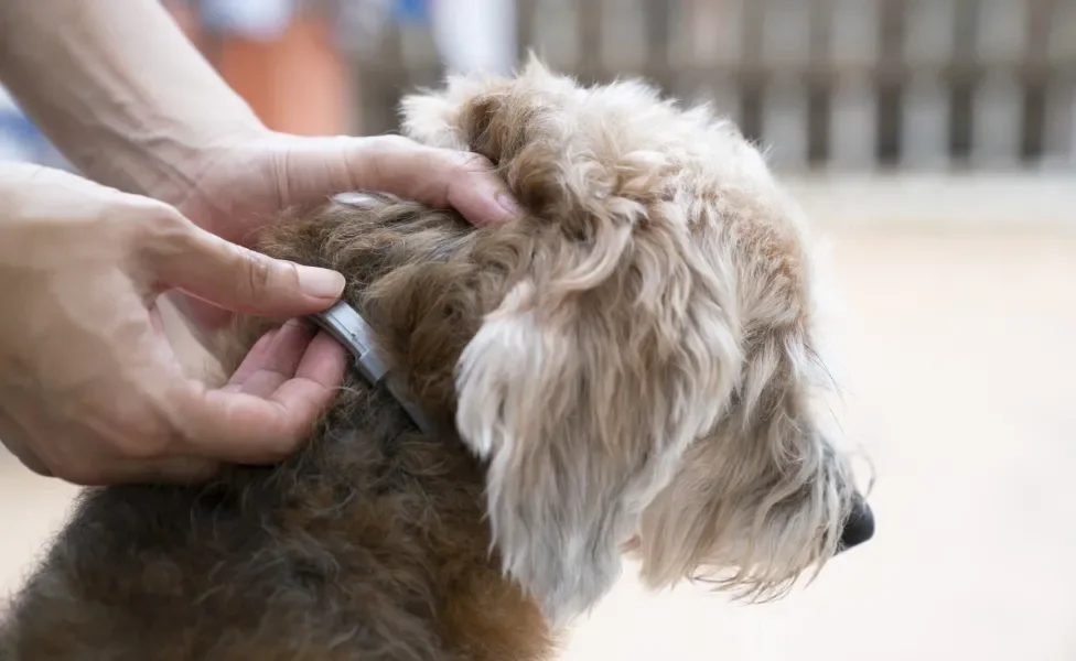 cachorro usando coleira antipulgas 