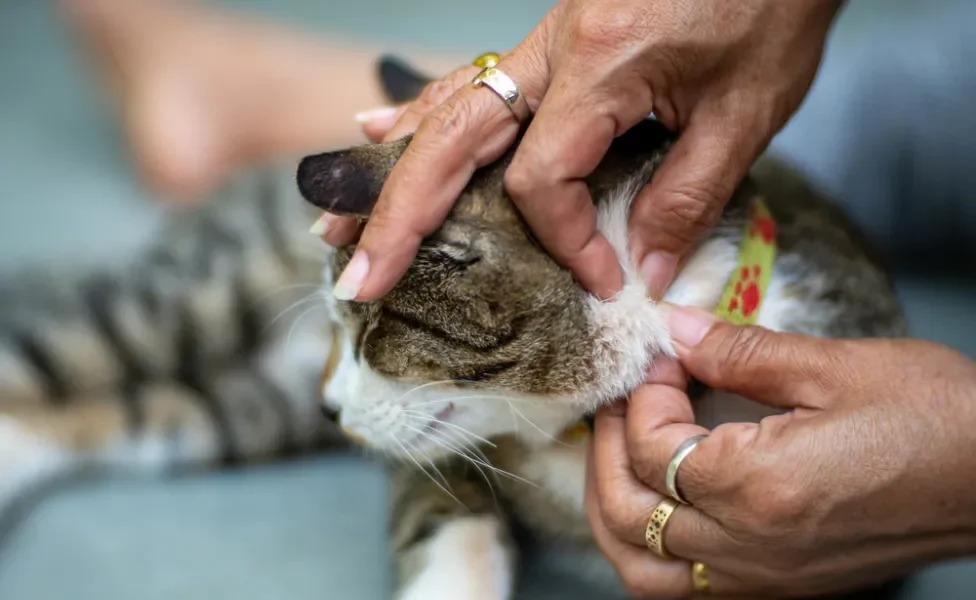 mulher retirando pulgas em gatos