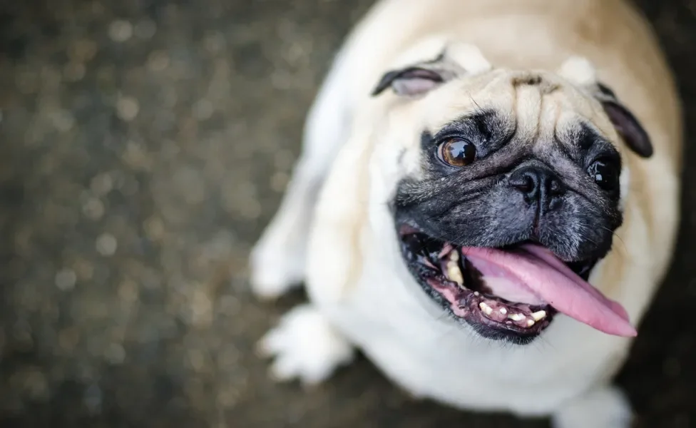 Cão Pug em pé no chão com a língua para fora