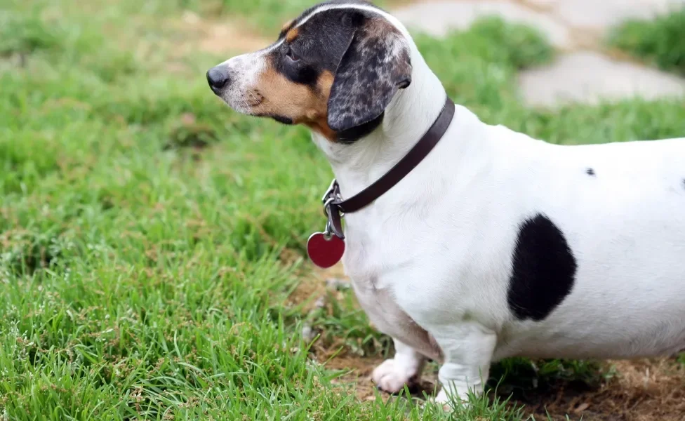 Cão Dachshund branco com manchas escuras e obeso 