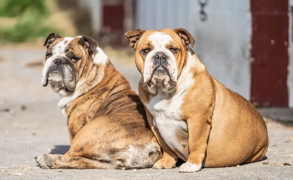 Dois cães da raça Bulldog Inglês sentados no chão em dia quente 