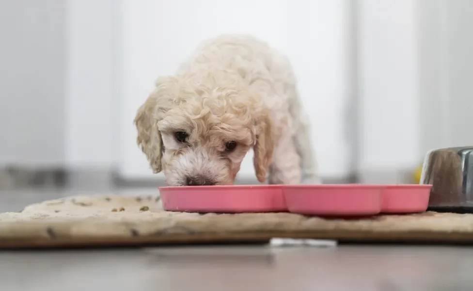 Cachorro Poodle comendo ração em pote rosa