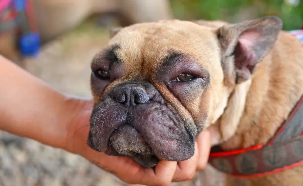 Cão com os olhos bastante inchados