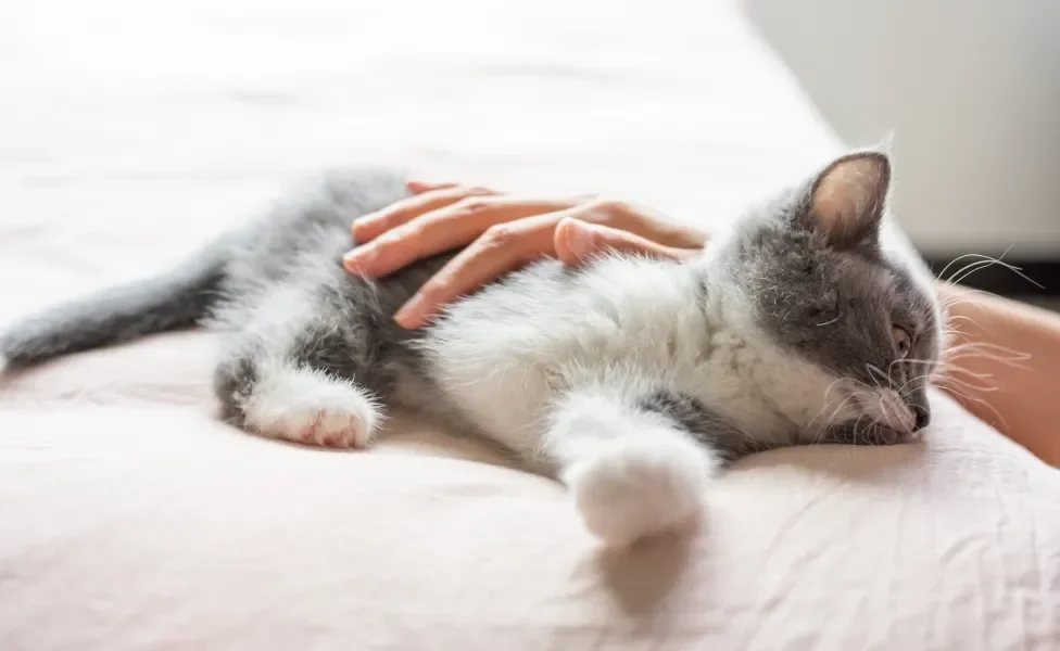 Gato filhote cinza e branco deitado recebendo carinho de mão humana