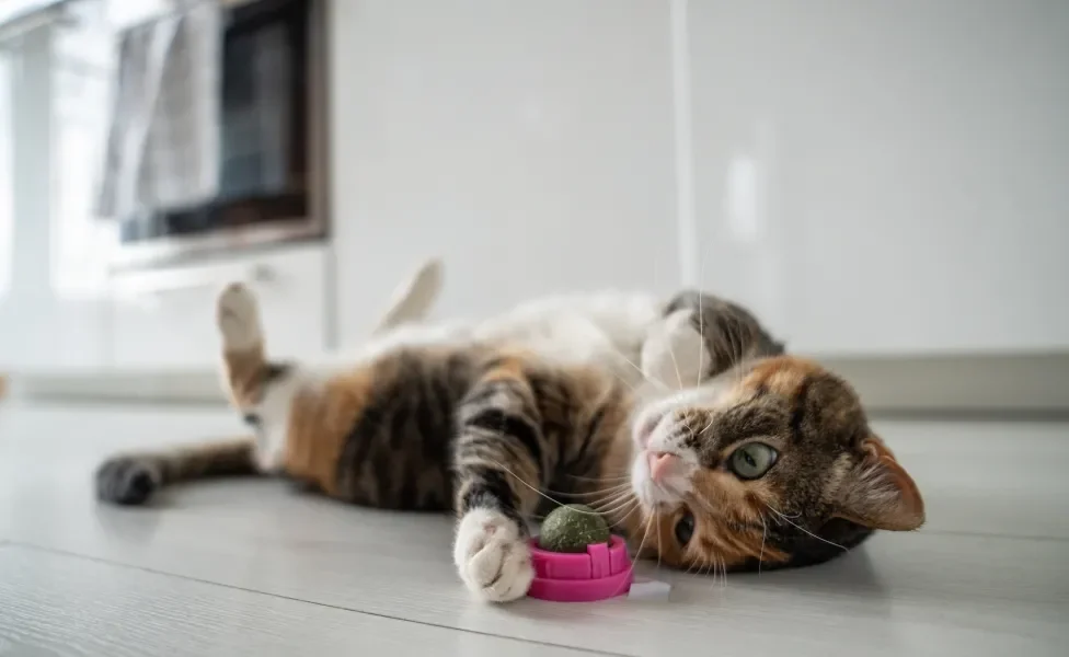 Gato deitado de barriga para cima em chão de cozinha perto de brinquedo