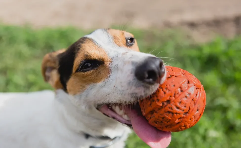 Cachorro pequeno em destaque segurando bolinha laranja na boca com grama ao fundo