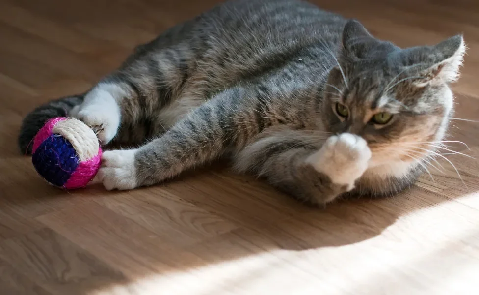 Gato cinza brincando com bolinha colorida no chão