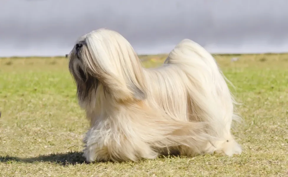 Cão Lhasa Apso andando em gramado ensolarado