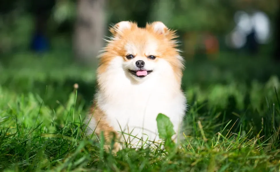 Cão Lulu da Pomerânia sentado em gramado em dia ensolarado