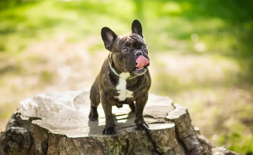 Cão Bulldog Francês preto com a língua perto do nariz em fundo verde e ensolarado