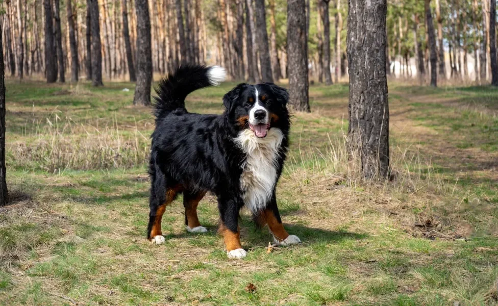 Cão Bernese Mountain em pé em floresta