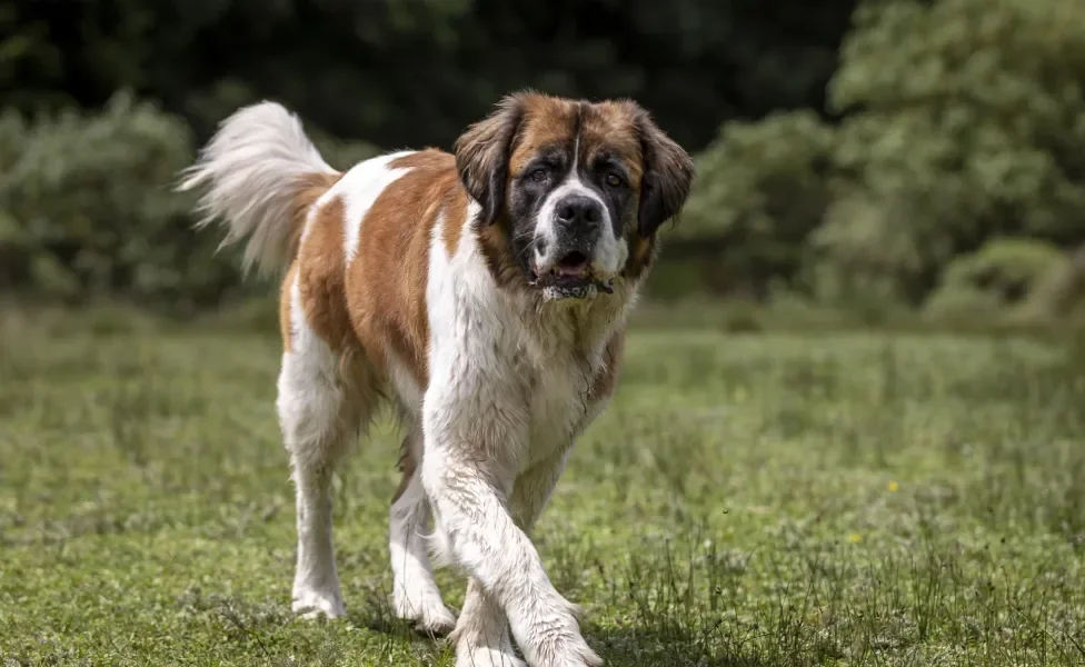 Cão São Bernardo caminhando em gramado ensolarado