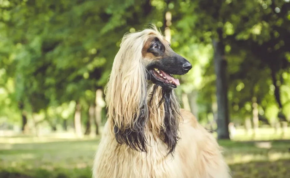 Cão Galgo Afegão em fundo de bosque