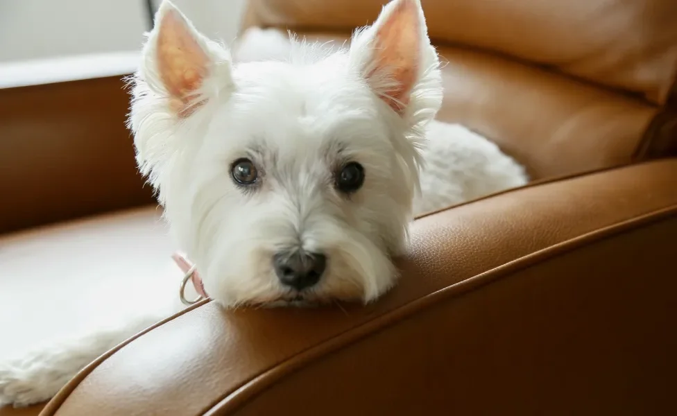 Cão West Highland White Terrier deitado em poltrona