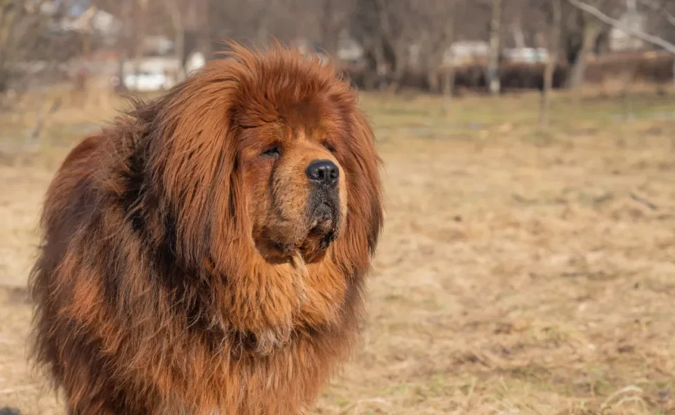 Cão Mastim Tibetano