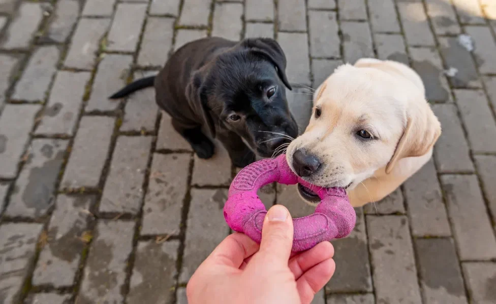 Cães filhotes mordendo brinquedo roxo