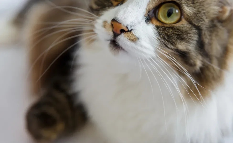 Destaque de bigode de gato