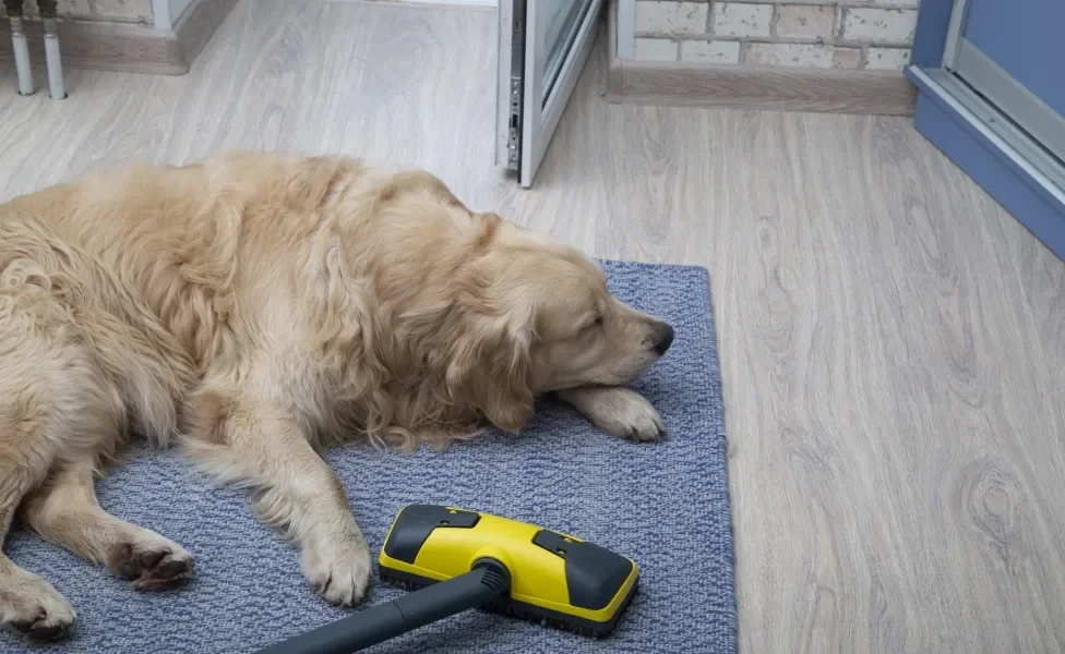 Cachorro grande, peludo e amarelo deitado em tapete com aspirador amarelo em cima