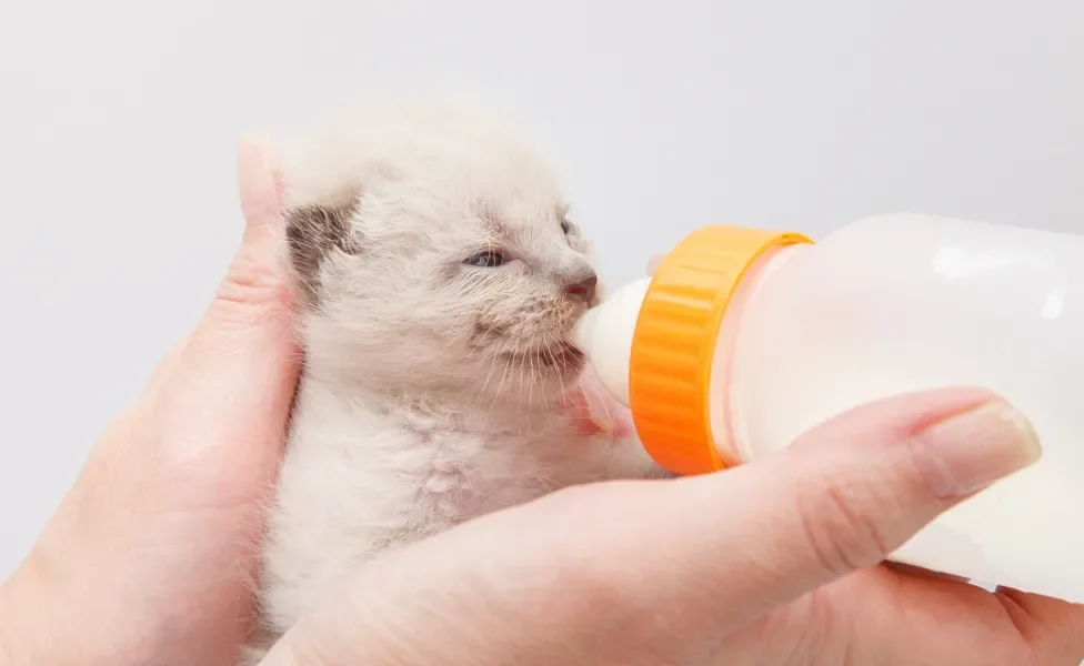 Gatinho tomando leite em mamadeira das mãos de tutora