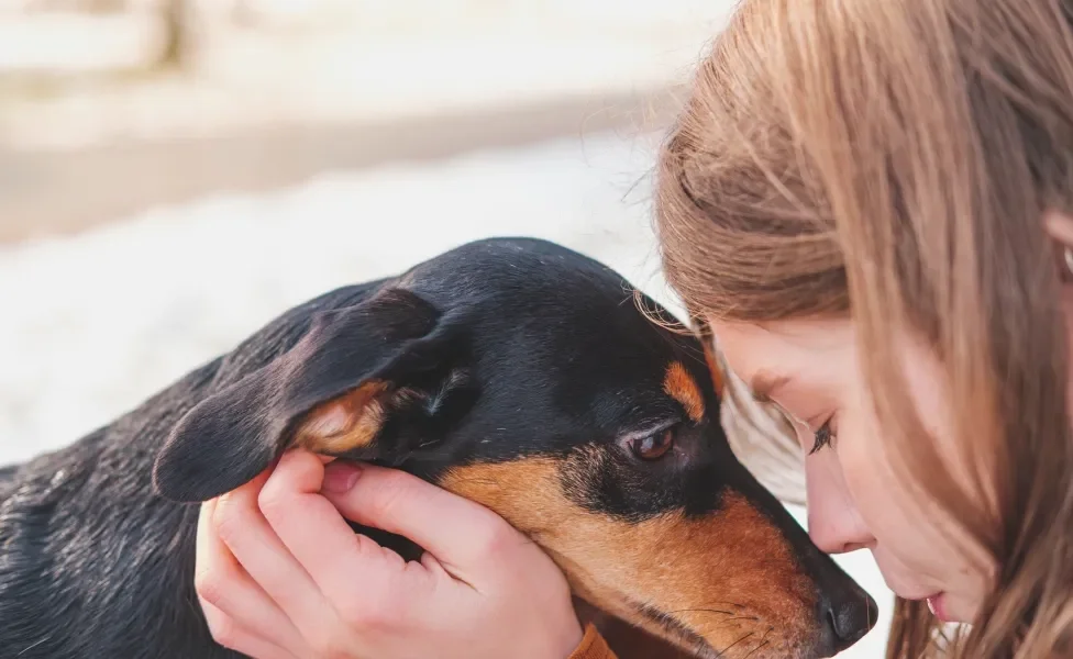 Cão Dachshund preto recebendo carinho de tutora