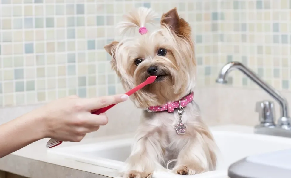 Tutora escovando os dentes de sua cadelinha no banheiro