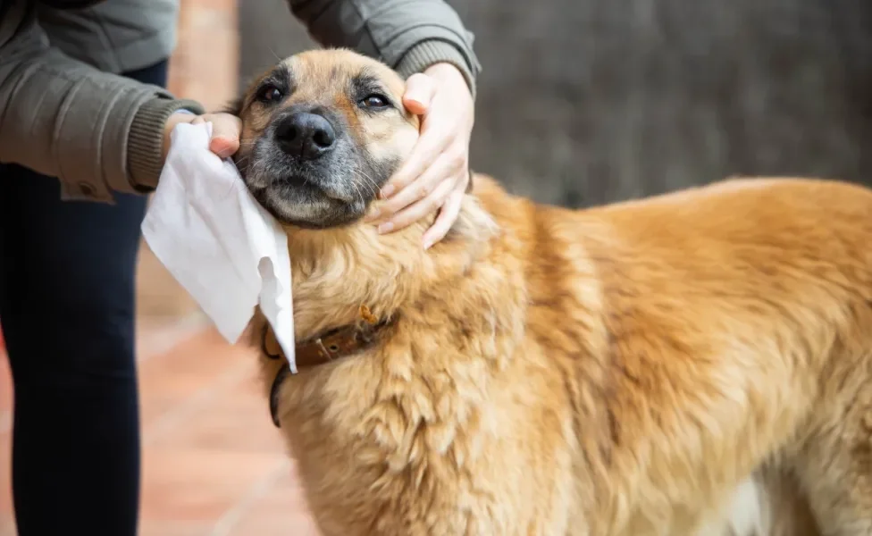 Tutor limpando cachorro amarelo com lenço