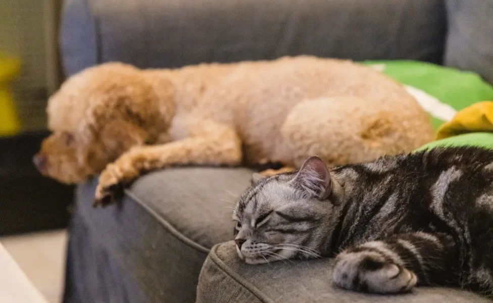 cachorro e gato dormindo no sofá