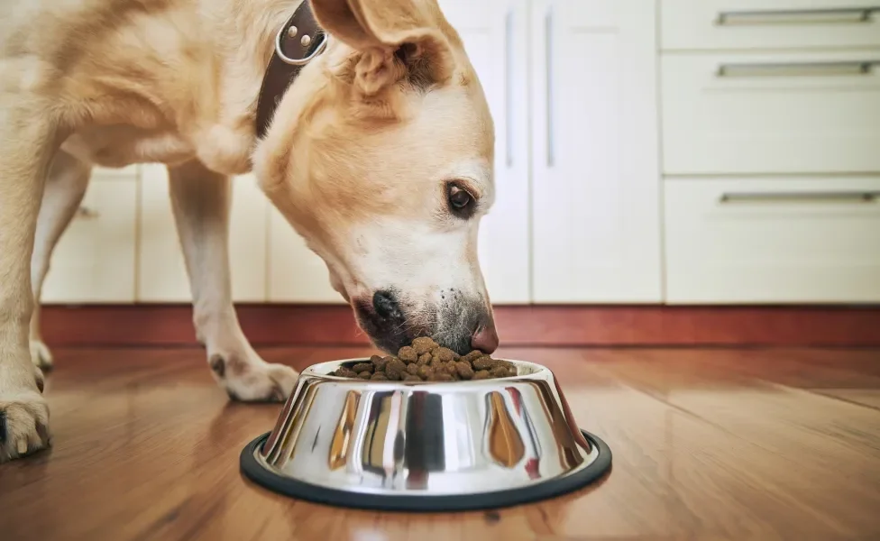 Cachorro grande amarelo comendo ração dentro de casa em pote prateado