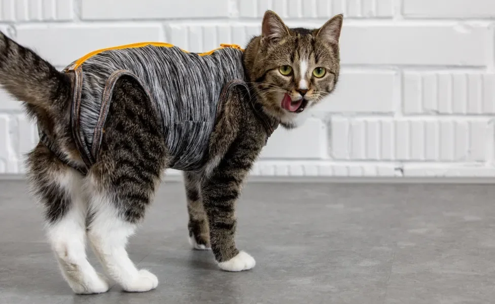 Gato usando roupa pós-cirúrgica