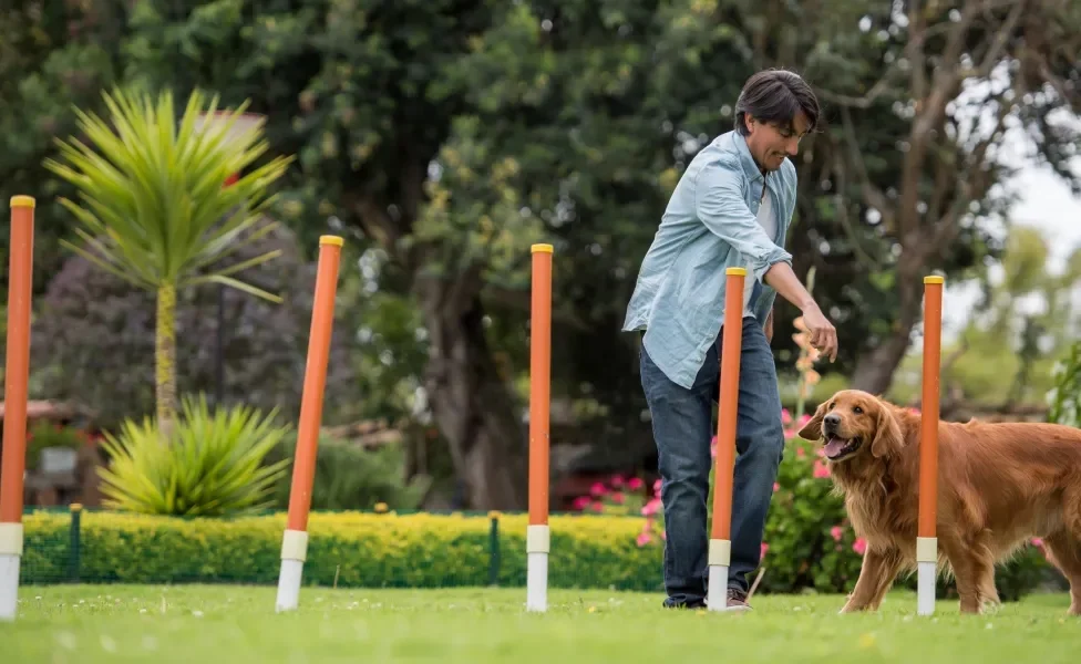 Homem treinando cachorro em local aberto