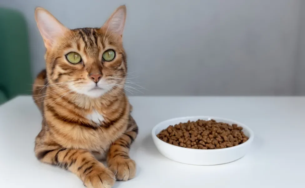 gato com pote de ração do lado