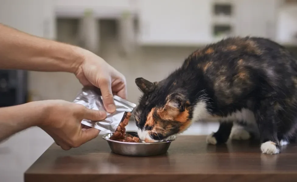 gato comendo sachê