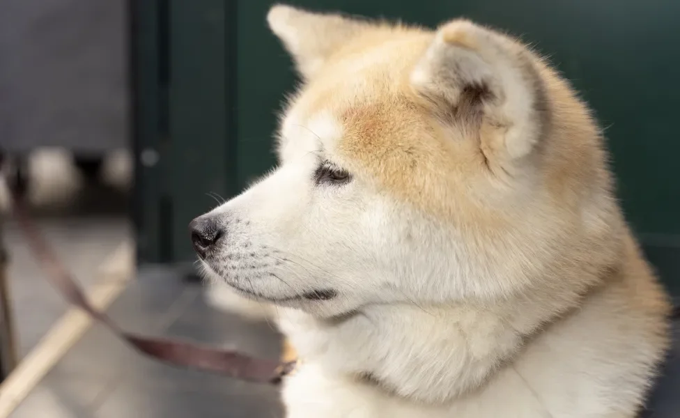 rosto de Akita deitado 