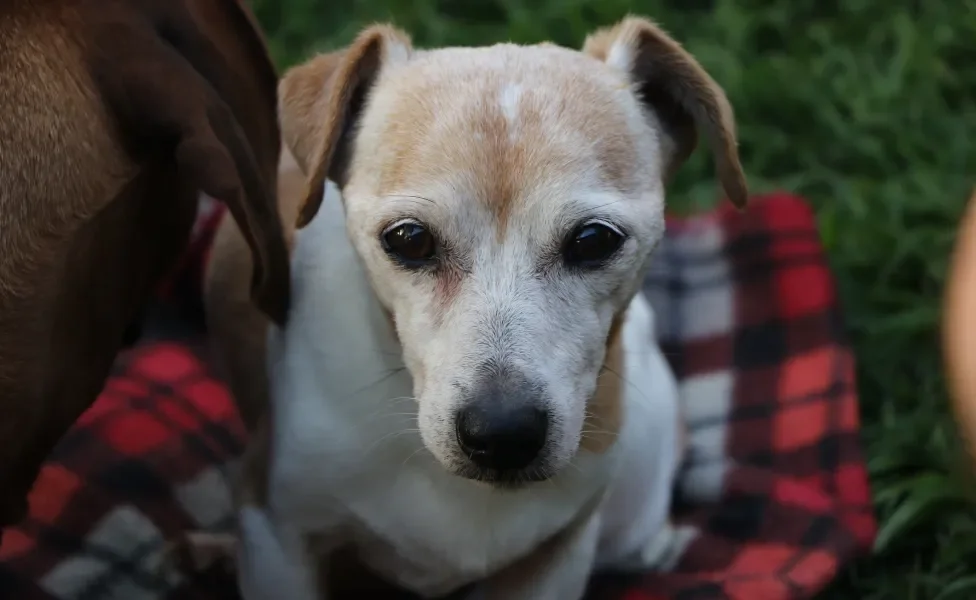 Jack Russel Terrier idoso sentado em canga na grama