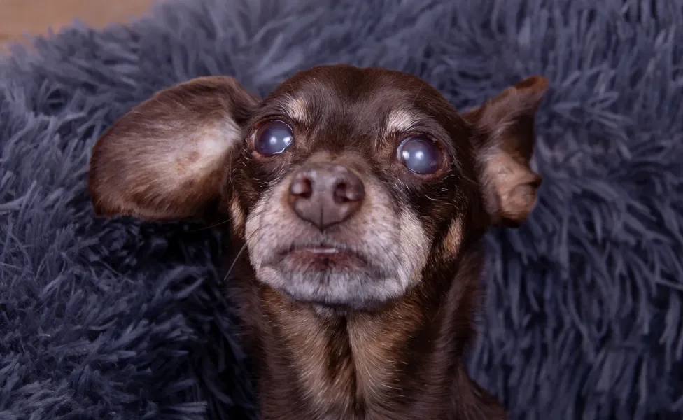 Rosto de Pinscher com olho esbranquiçado