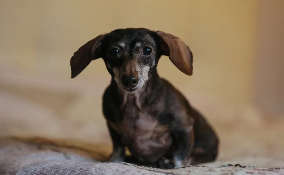 Dachshund idoso sentado no sofá