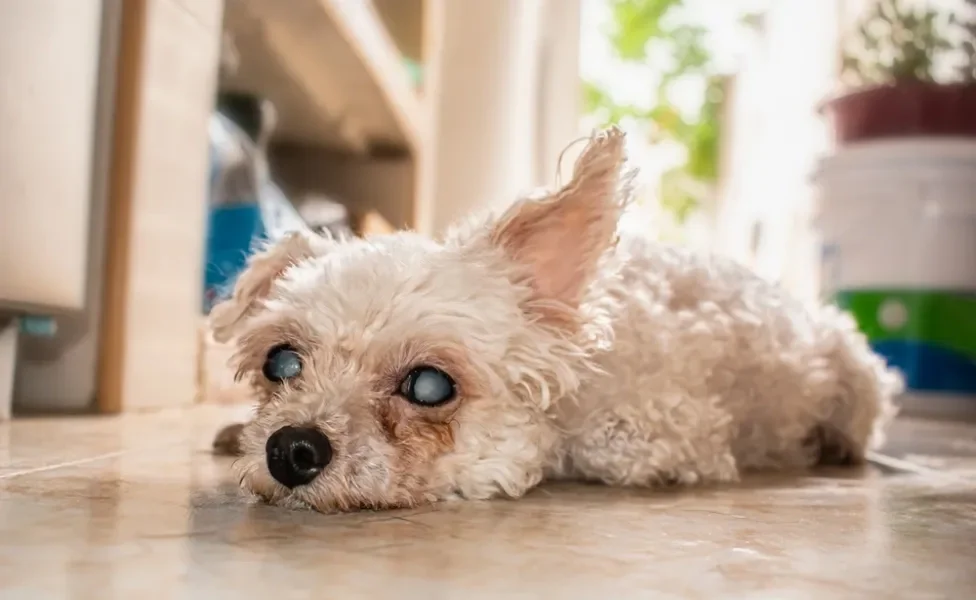 cachorro Poodle com problema na visão deitado