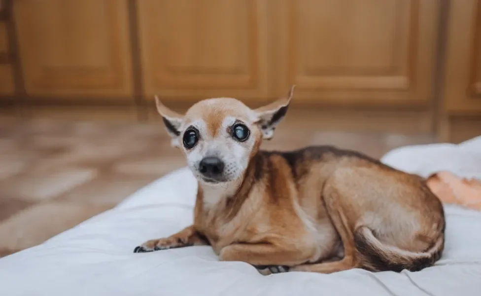 Chihuahua idoso deitado na caminha