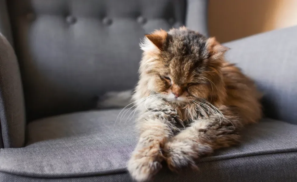 gato descansando no sofá