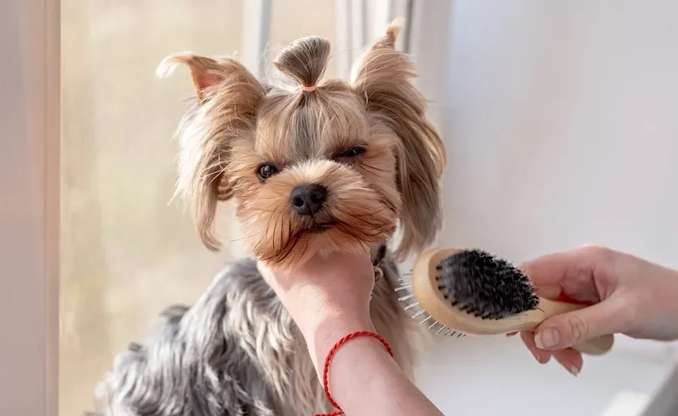 humana escovando pelo de cachorro