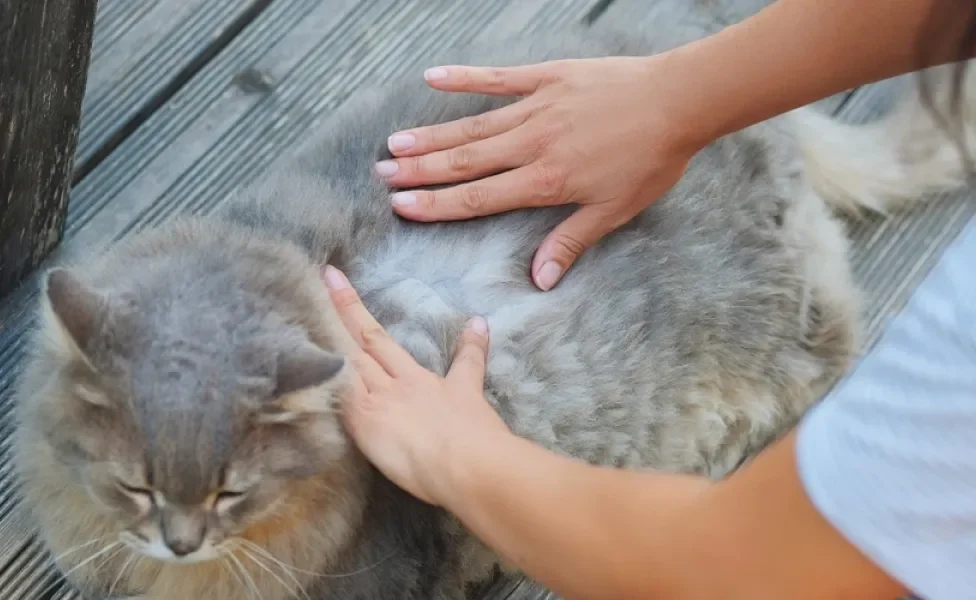 queda de pelo localizada em gato