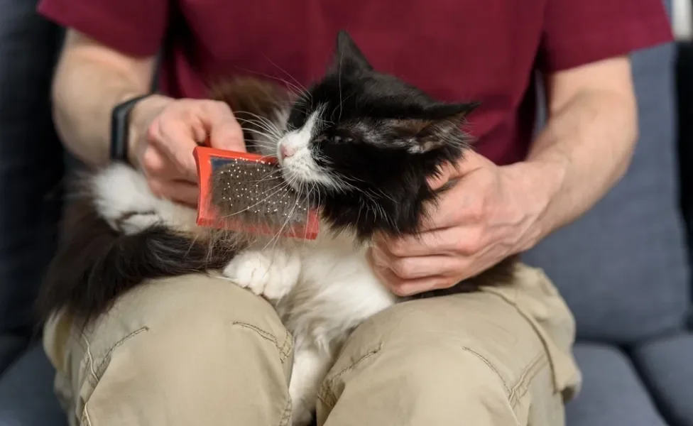 tutor escovando pelos de gato