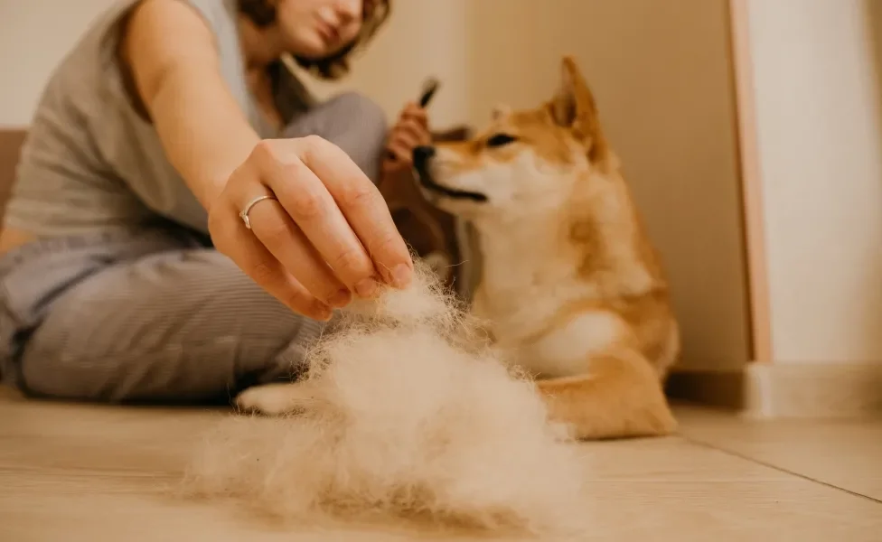 Tutora tirando excesso de pelo de cachorro durante escovação