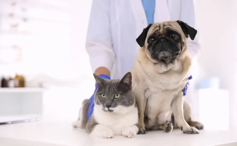 cachorro e gato no veterinário