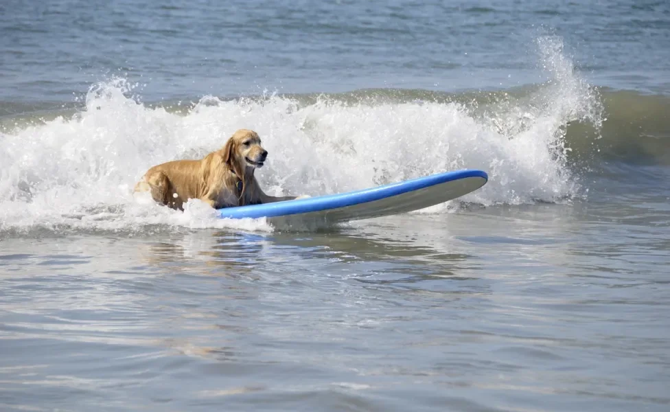 Cachorro grande peludo amarelo surfando no mar em cima de prancha azul